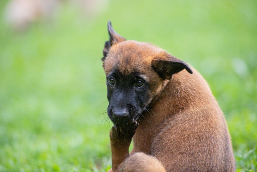 why is my dog biting his foot | Ultimate Pet Nutrition