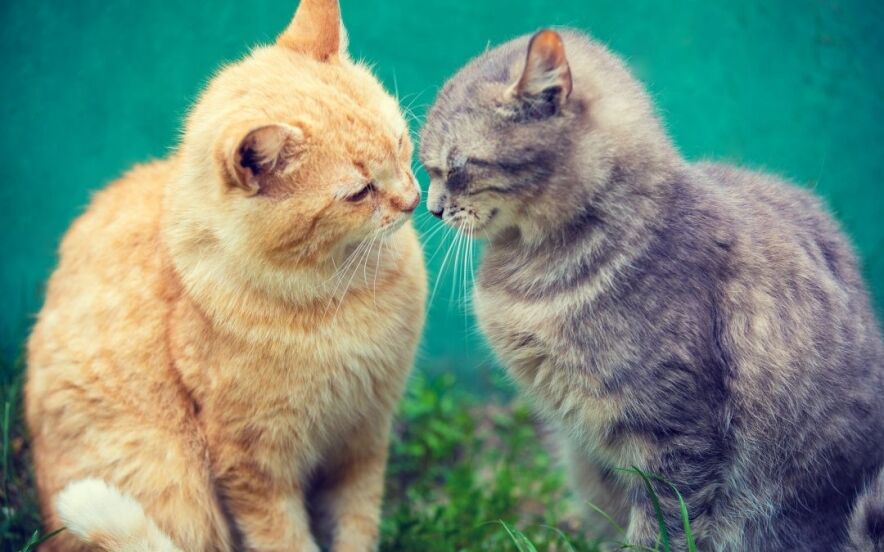 how to introduce cats | Ultimate Pet Nutrition