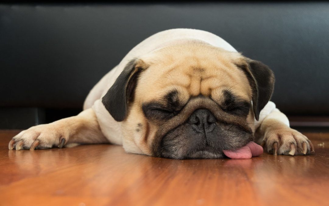 lethargic dog | Ultimate Pet Nutrition