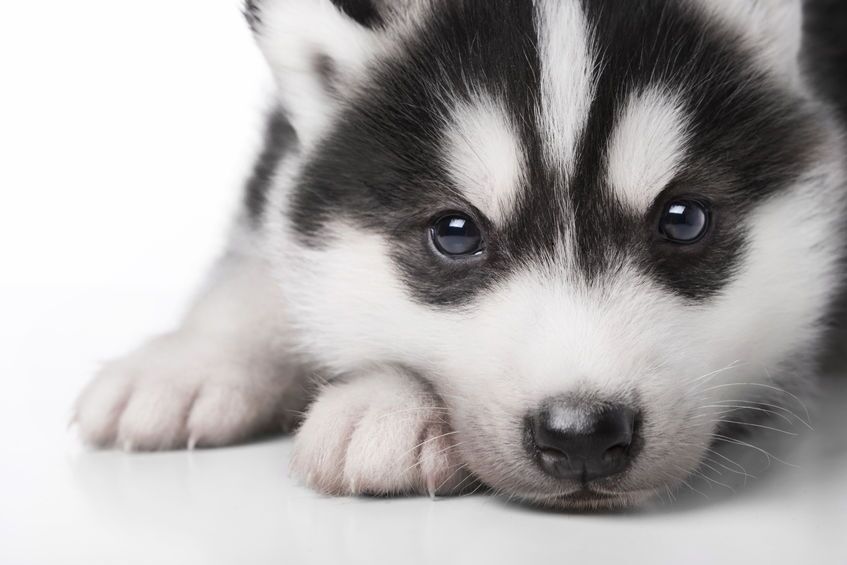 husky dog | Ultimate Pet Nutrition