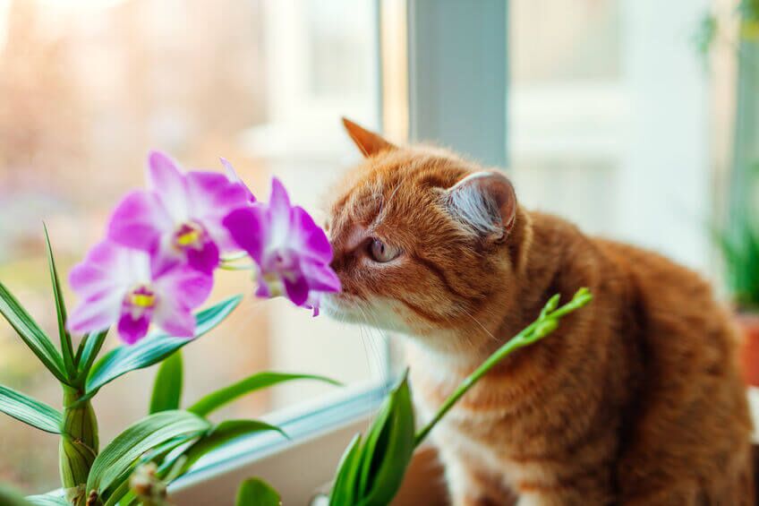 cat smelling flowers | Ultimate Pet Nutrition