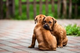 do dogs remember siblings | Ultimate Pet Nutrition