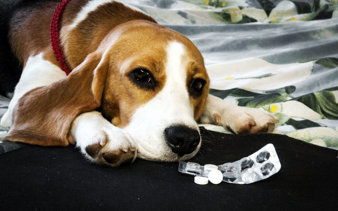 Can I Give a Dog Aspirin? | Ultimate Pet Nutrition