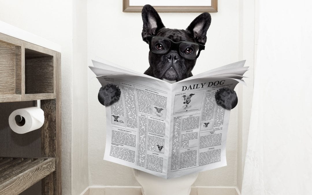 Mucus In Your Dog's Poop | Ultimate Pet Nutrition