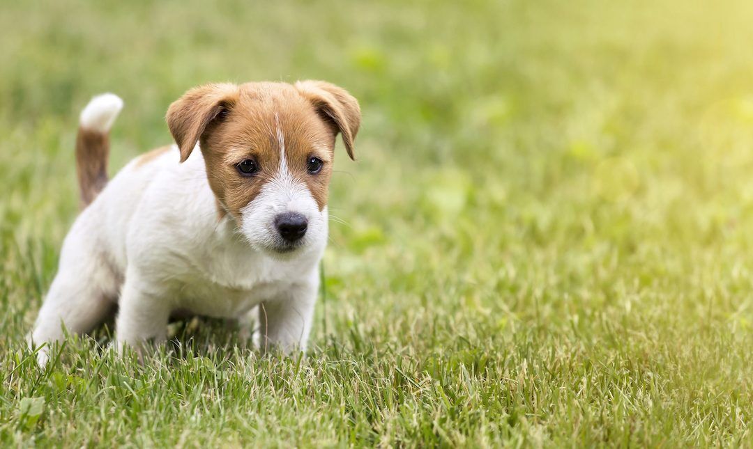 worms | Ultimate Pet Nutrition