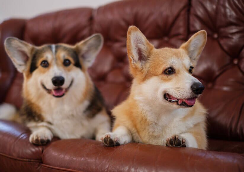Two Welsh Corgis on couch