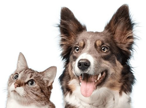 Dog and Cat
