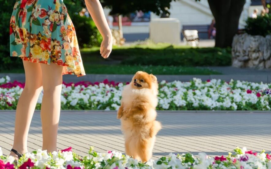 hind legs | Ultimate Pet Nutrition