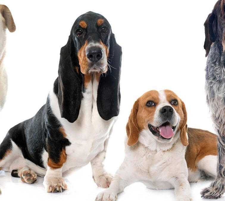 beagle and basset hound | Ultimate Pet Nutrition