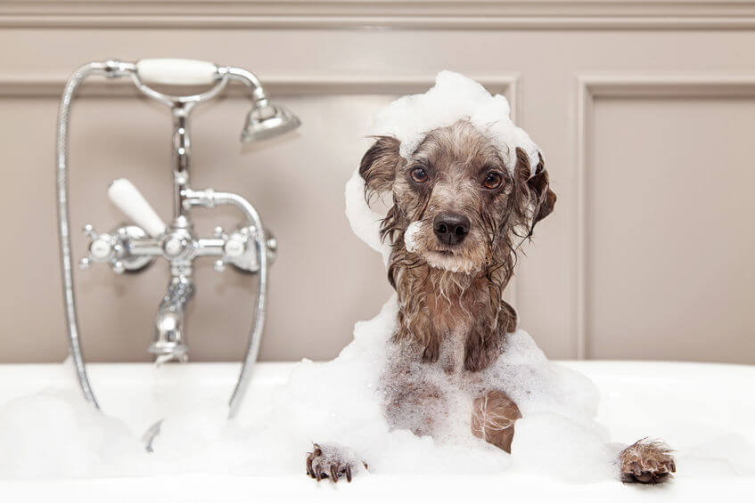 dog bathing | Ultimate Pet Nutrition