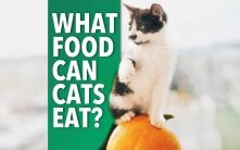 What Human Foods Can Cats Eat? People Food For Pets