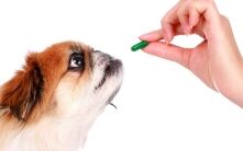 Can I Give My Dog Human Vitamins?