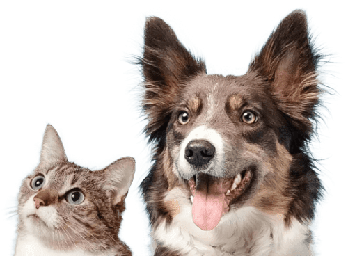 Dog and Cat
