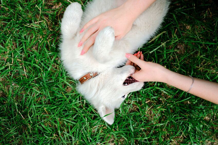 how to teach a puppy not to bite | Ultimate Pet Nutrition