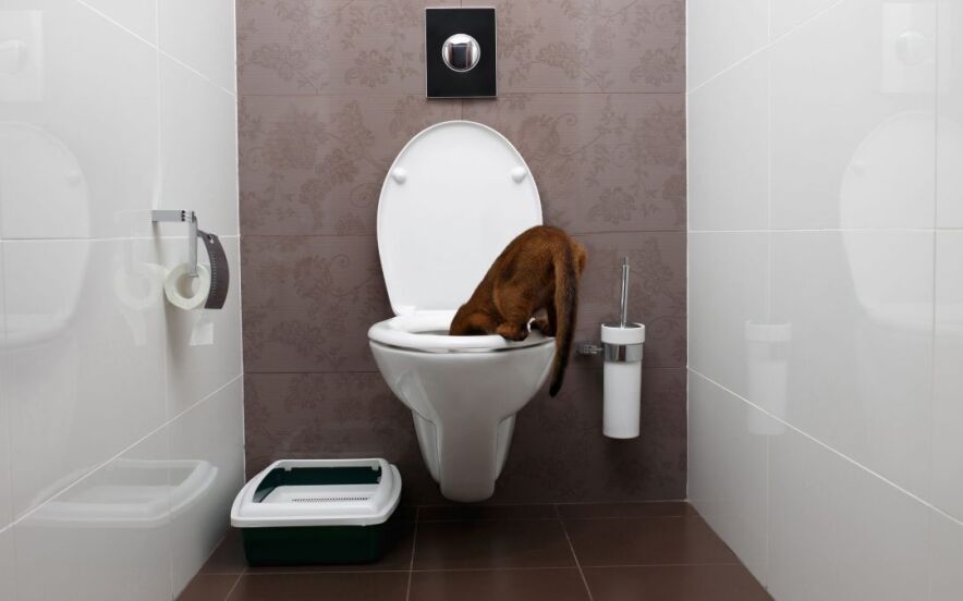 cat drinking out of the toilet | Ultimate Pet Nutrition