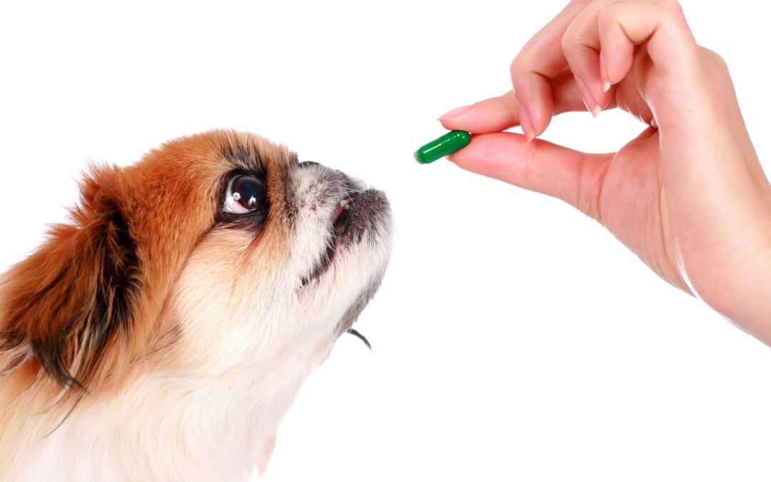 Can I Give My Dog Human Vitamins?
