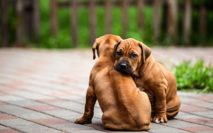 do dogs remember siblings | Ultimate Pet Nutrition