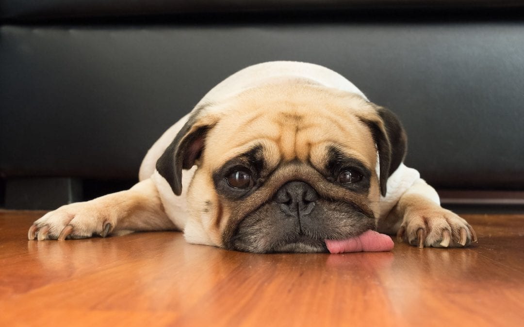 Dog Licking | Ultimate Pet Nutrition