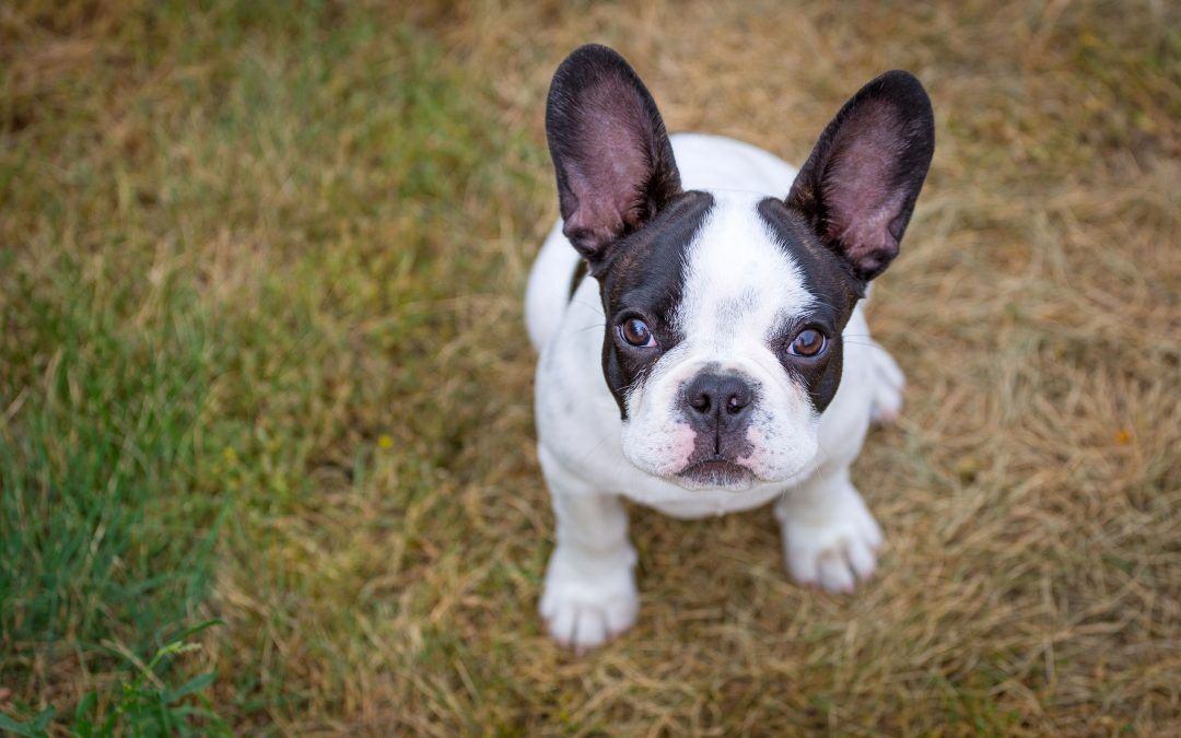 dog throwing up yellow foam | Ultimate Pet Nutrition