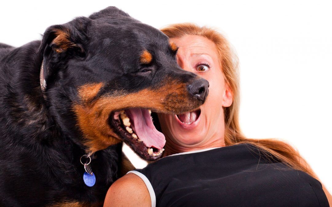 dog's breath smells like fish | Ultimate Pet Nutrition