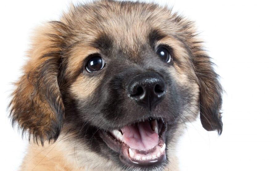 golden shepherd | Ultimate Pet Nutrition