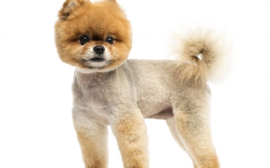 teddy bear cut poodles | Ultimate Pet Nutrition