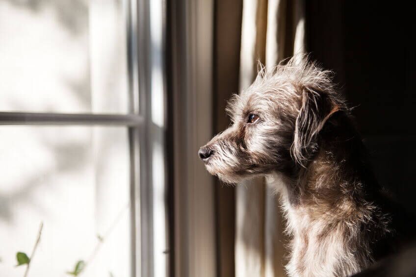 dog looking out window | Ultimate Pet Nutrition