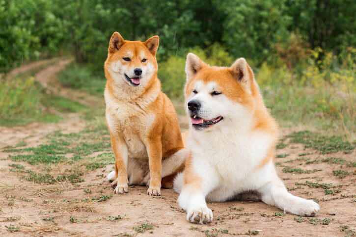 shiba inu and akita inu dogs | Ultimate Pet Nutrition