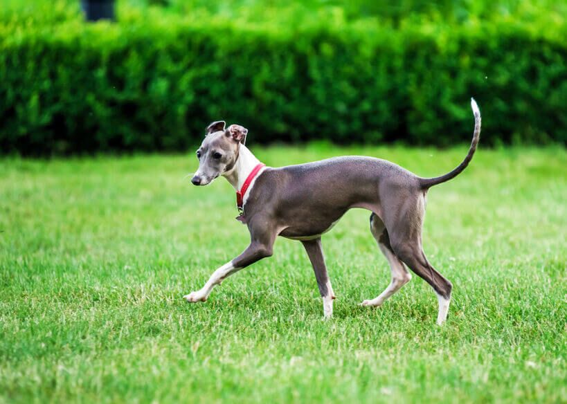 italian greyhound | Ultimate Pet Nutrition