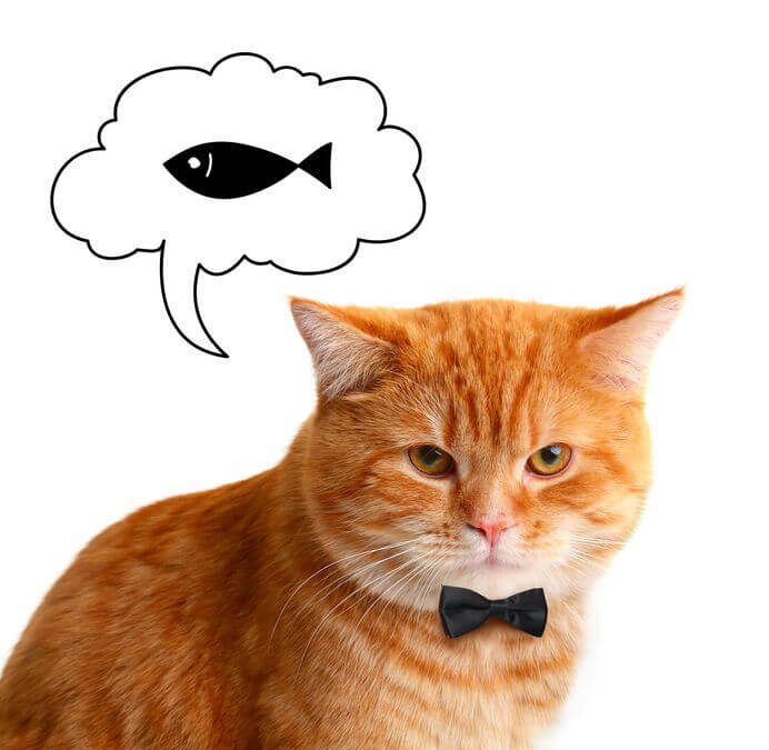 can cats eat sardines | Ultimate Pet Nutrition