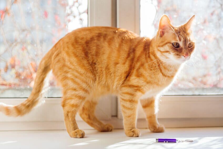 laser cat toy | Ultimate Pet Nutrition