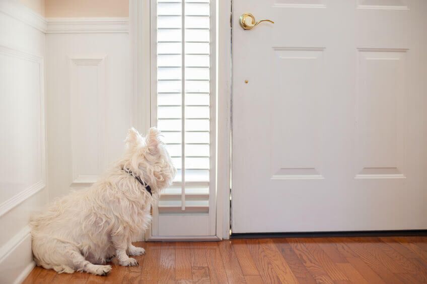 dog sitting at front door | Ultimate Pet Nutrition