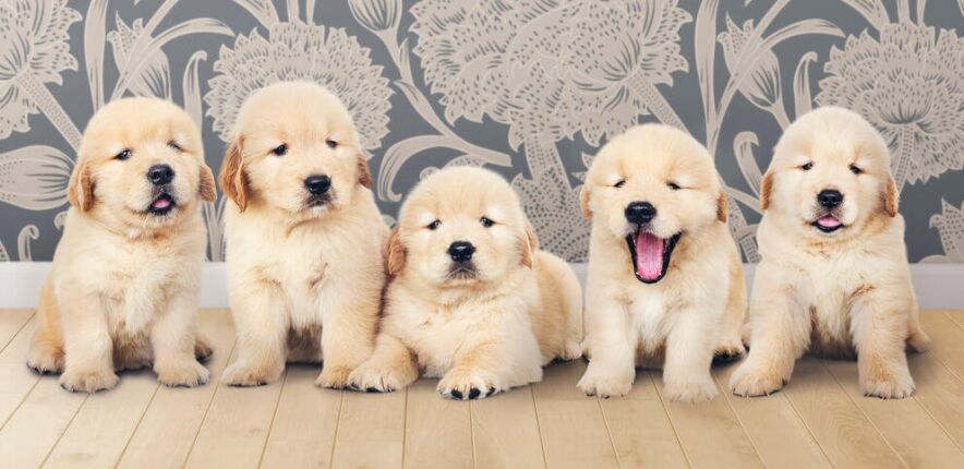 golden retriever puppies | Ultimate Pet Nutrition