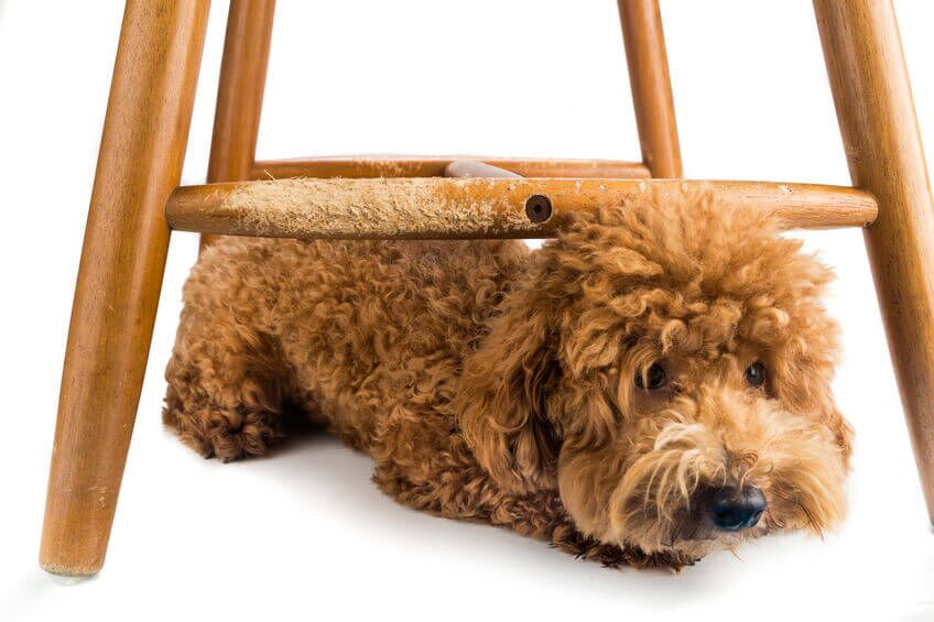 dog chewing wood | Ultimate Pet Nutrition