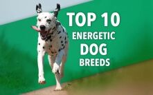 A List Of The 10 Most Energetic Dog Breeds