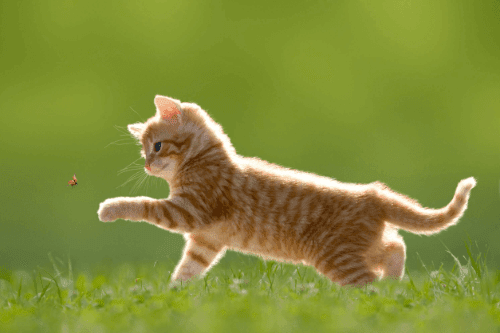 UPN Blog - Cat Articles