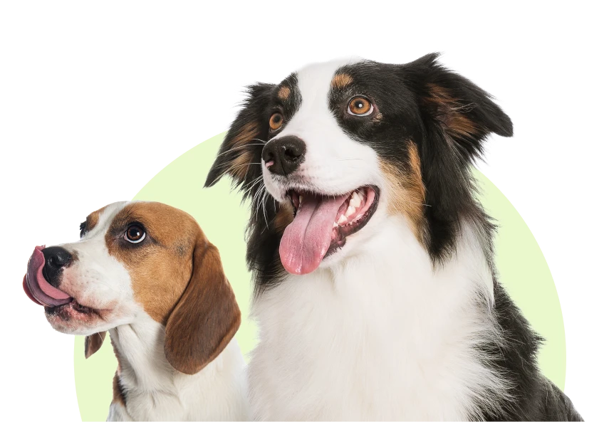 Because Your Pet Deserves the Best
