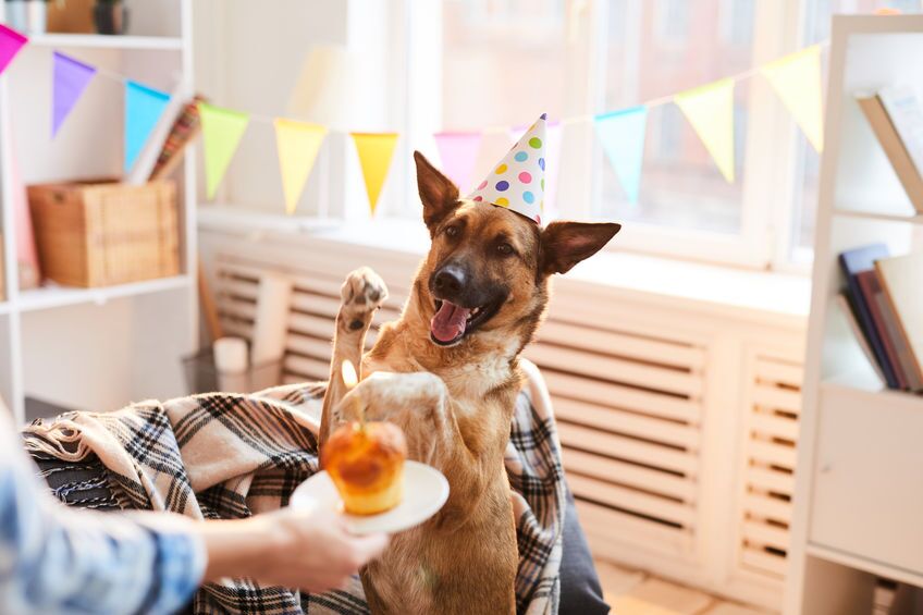 puppy birthday | Ultimate Pet Nutrition