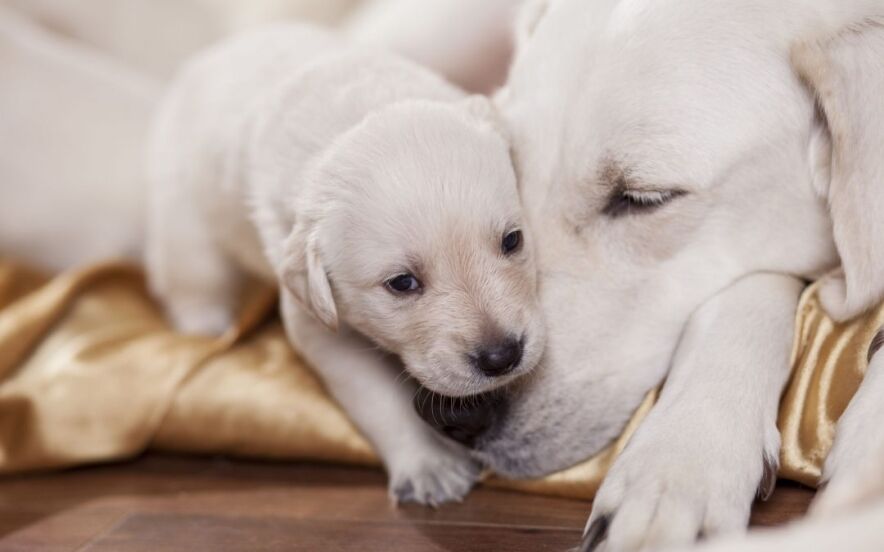 when can puppies leave their mother | Ultimate Pet Nutrition