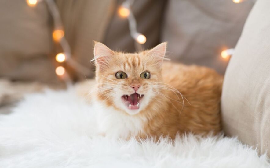 cat sounds and what they mean | Ultimate Pet Nutrition