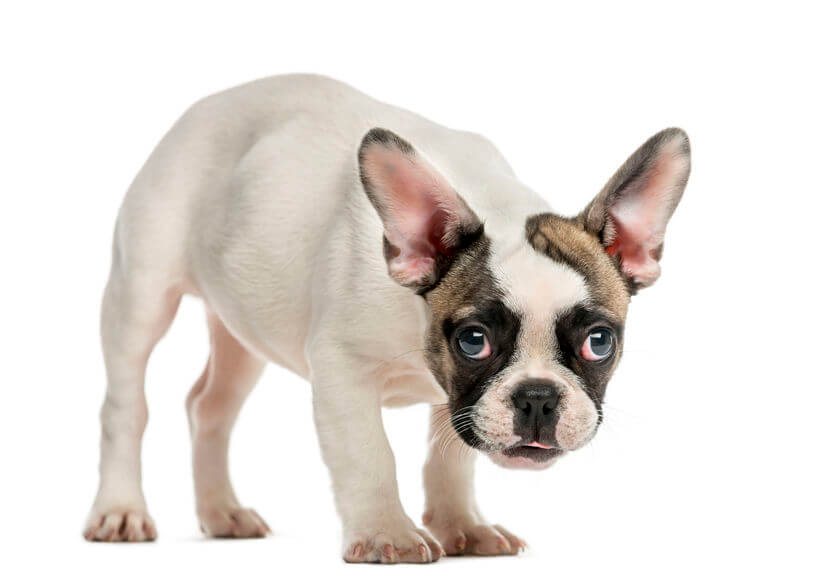 why do dogs pace | Ultimate Pet Nutrition