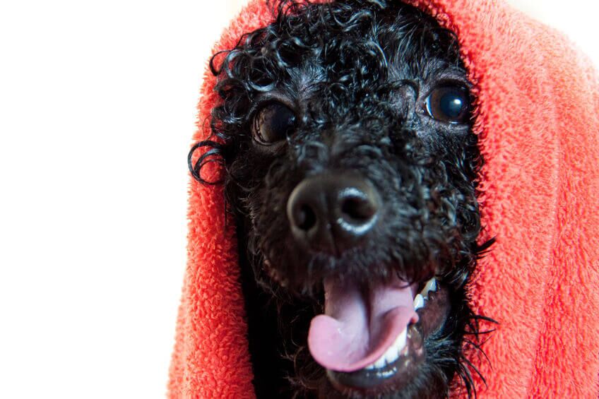 dog bathing | Ultimate Pet Nutrition