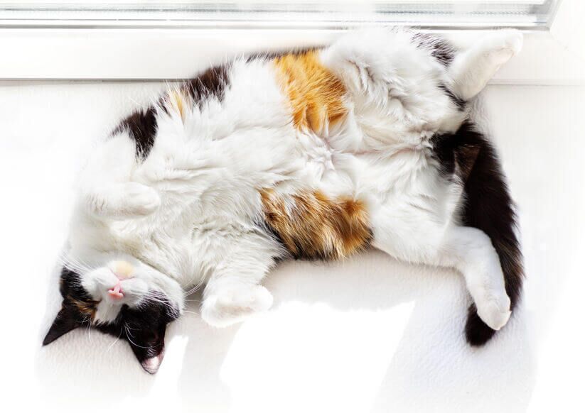 are cats ticklish | Ultimate Pet Nutrition