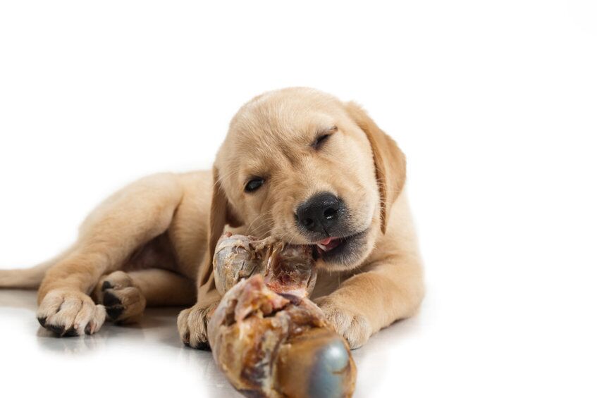 can dogs eat cooked beef bones | Ultimate Pet Nutrition