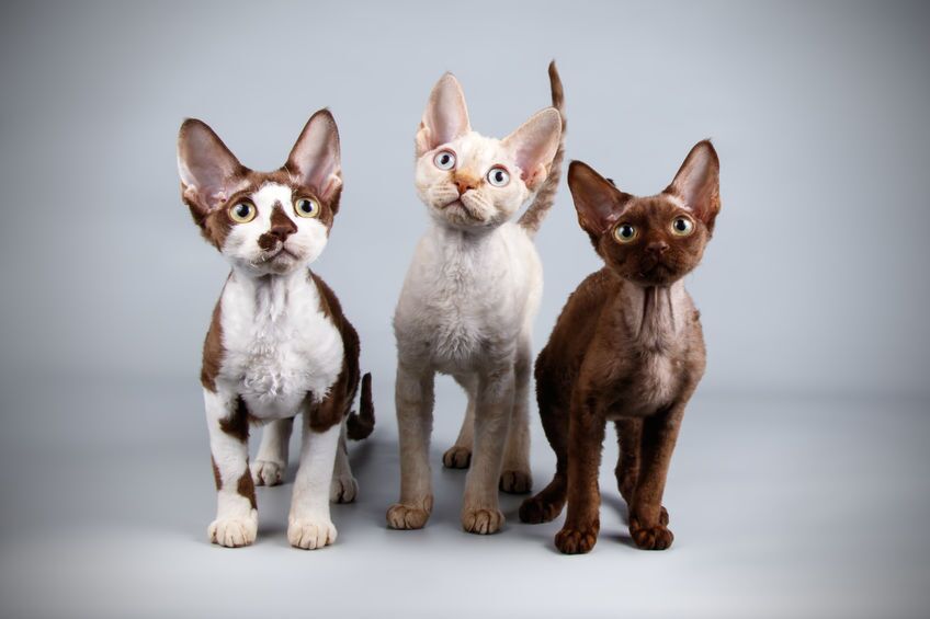cats big eyes | Ultimate Pet Nutrition