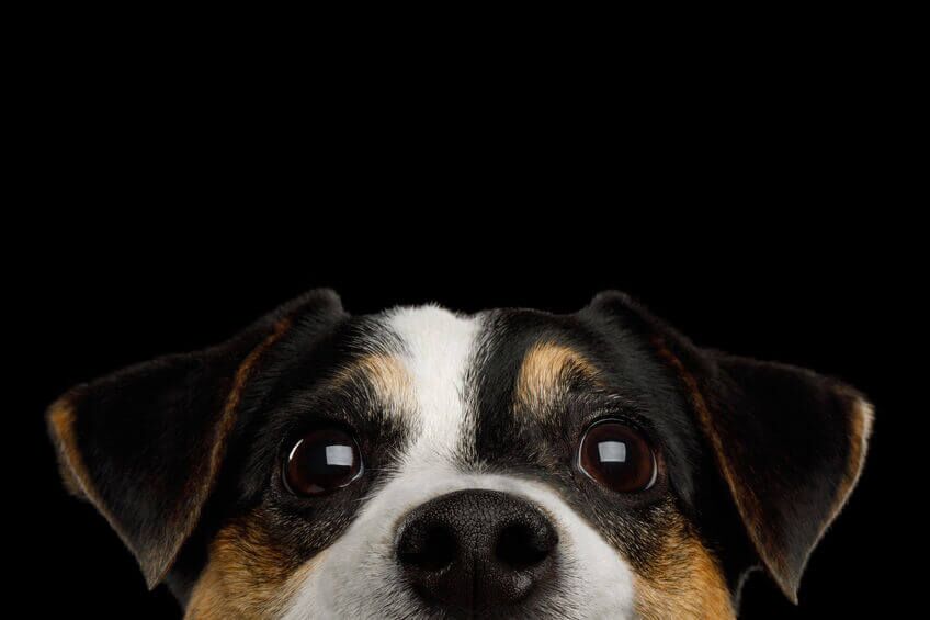 dog eye discharge | Ultimate Pet Nutrition