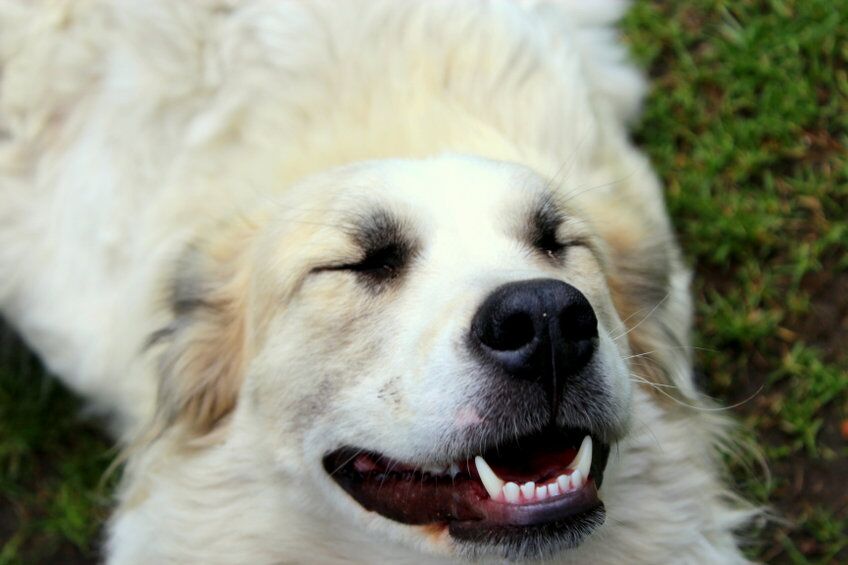 why is my dog wheezing | Ultimate Pet Nutrition
