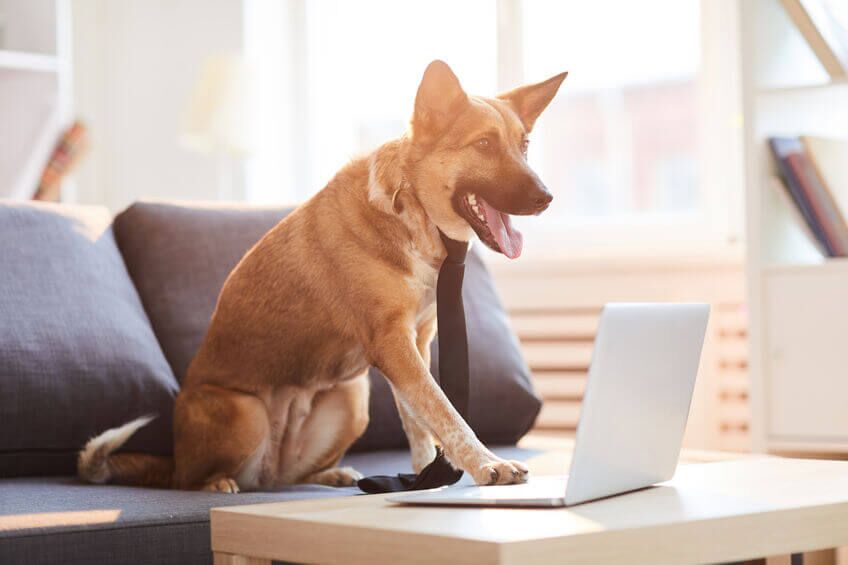 dog run house | Ultimate Pet Nutrition