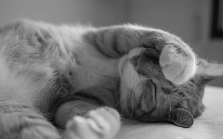 where should my cat sleep | Ultimate Pet Nutrition