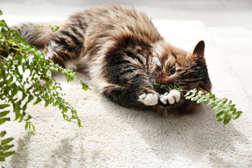 what plants are poisonous to cats | Ultimate Pet Nutrition